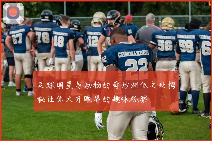 足球明星与动物的奇妙相似之处揭秘让你大开眼界的趣味观察