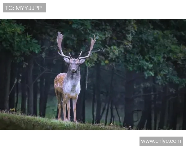 雄鹿在自然生态中的重要角色与保护现状分析